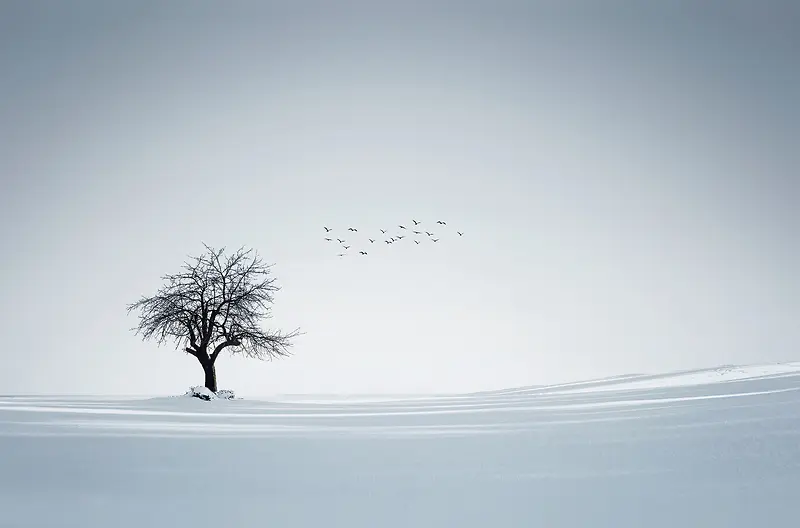 白色冬日景色飞鸟大树