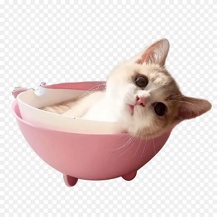 躺在碗里的小猫