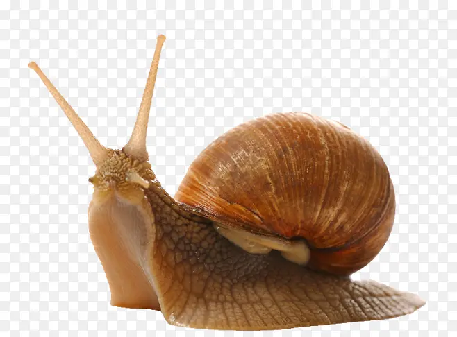 高清摄影褐色的背着壳的蜗牛