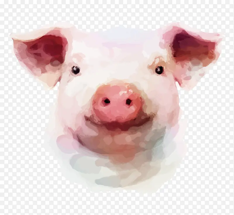 可爱的彩绘矢量小猪