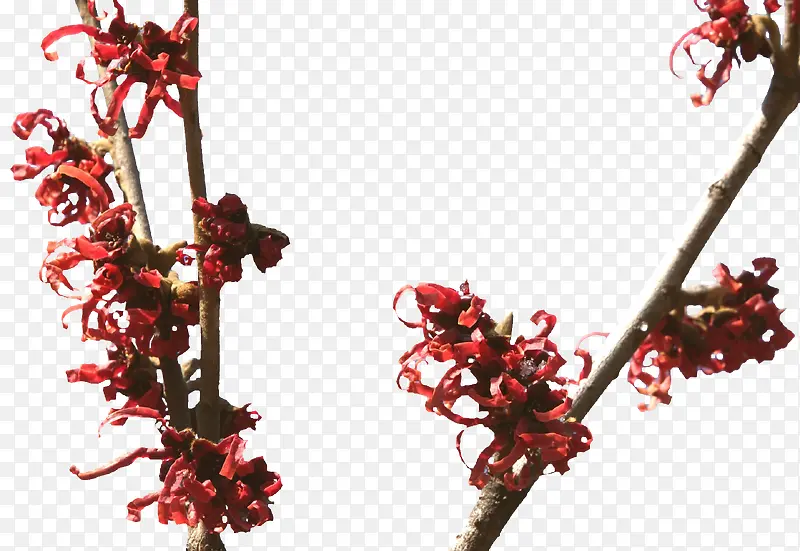 金缕梅 三束 红花 长枝