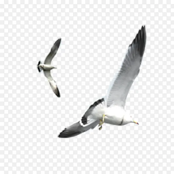 飞翔鸽子鸟类素材免费下载