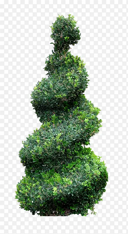 绿色螺旋树冠