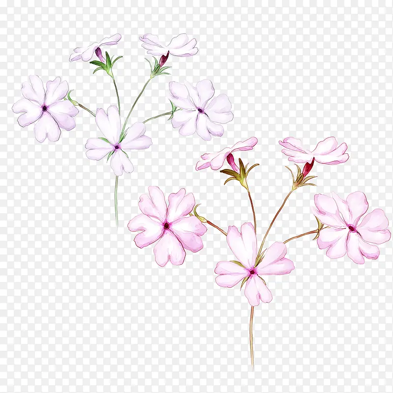 两珠花卉图片素材