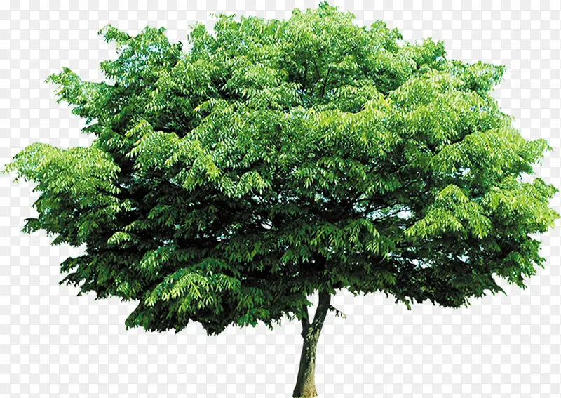 绿色树冠大树医疗