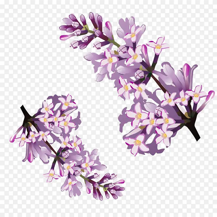 两朵紫藤花图片素材