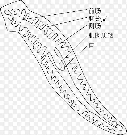 涡虫示意图