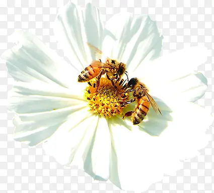 白色花朵植物蜜蜂