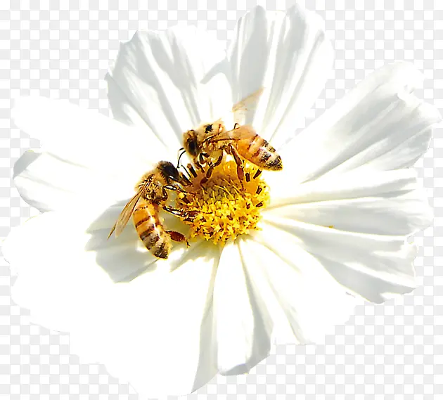 高清白色春天花朵蜜蜂