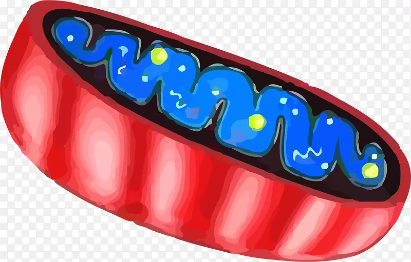 手绘线粒体内部结构图