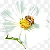 白色淡雅蜜蜂采蜜花朵