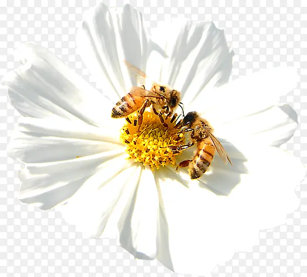 春天白色花朵蜜蜂