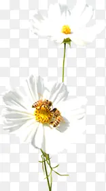 白色唯美花朵蜜蜂采蜜