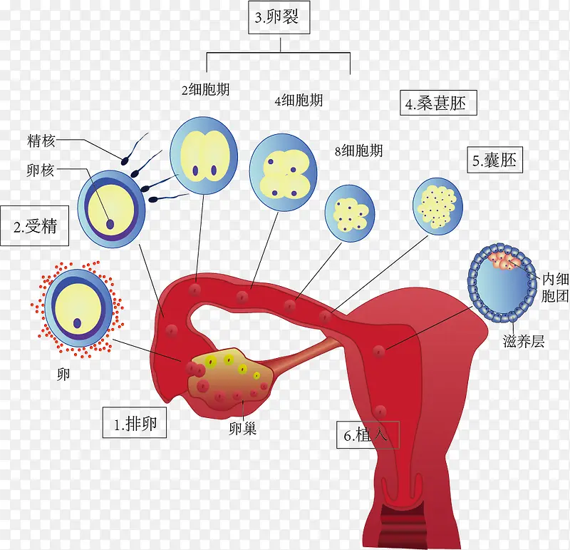 受精过程示意图