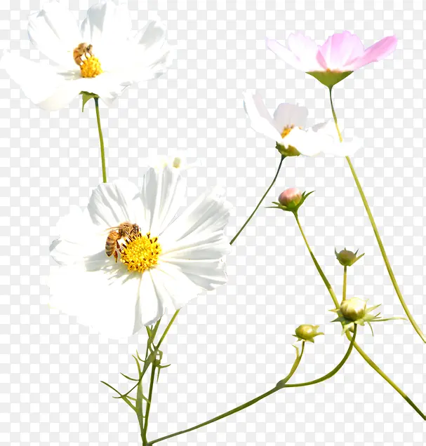 白色唯美花朵设计蜜蜂采蜜