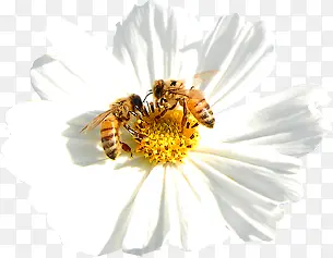 白色花朵蜜蜂采蜜