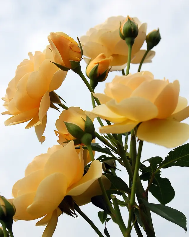 黄色娇艳开放的玫瑰花