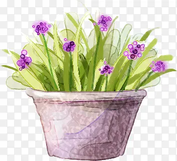 紫色梦幻盆栽植物