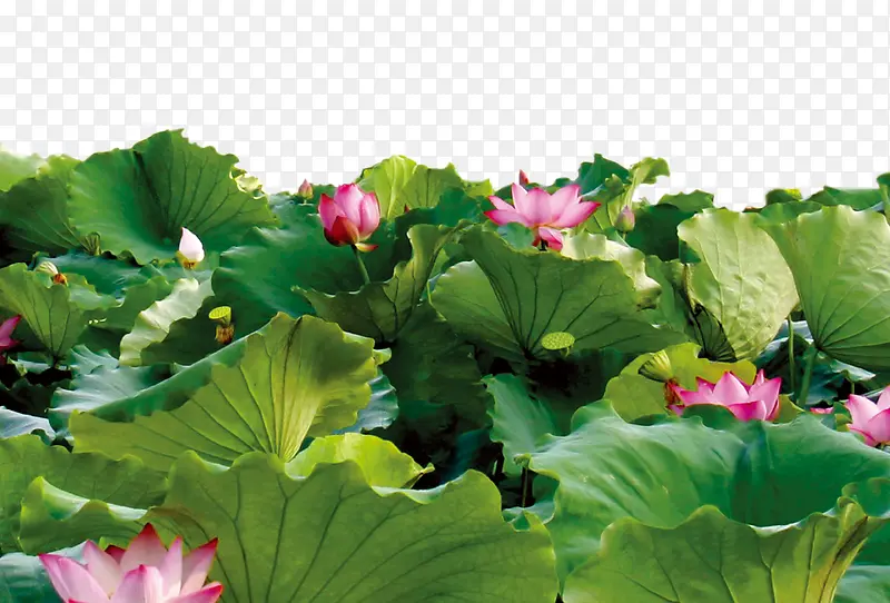 荷叶荷花
