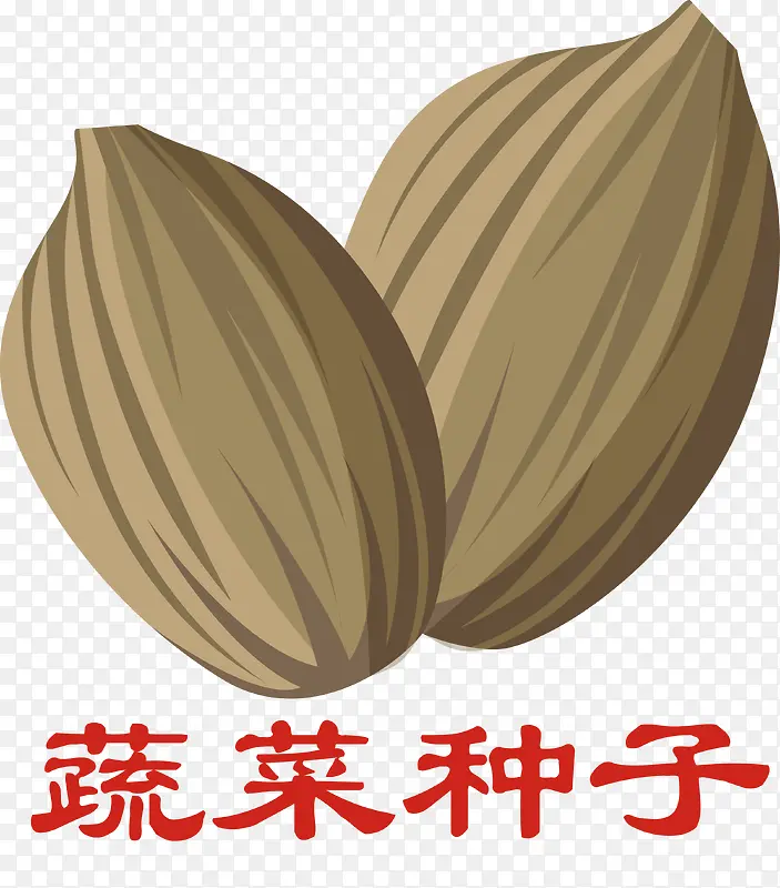 小麦出苗时下面的种子部分