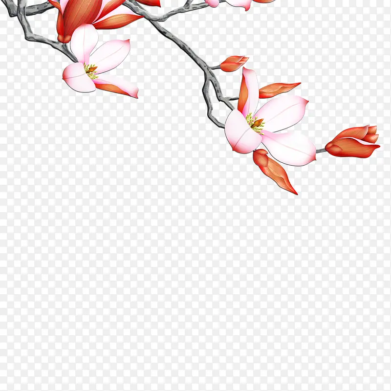 花枝PNG图片素材下载_图片编号8368500-PNG素材网
