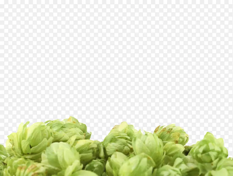 绿色果状植物啤酒酒花实物