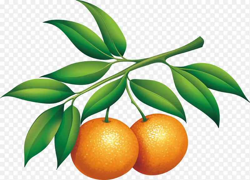 砂糖橘树枝