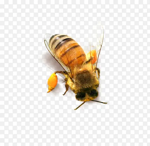 可爱的蜜蜂免抠图片