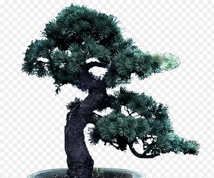 一颗松树PNG图片素材下载_图片编号8375118-PNG素材网