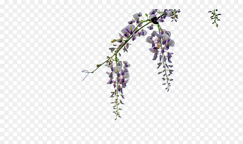 紫藤花的花香图片素材