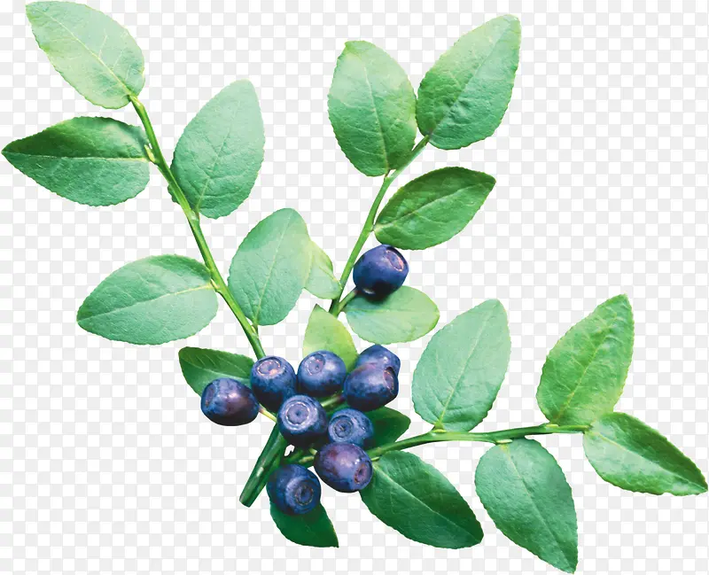 绿色枝叶和多汁蓝莓