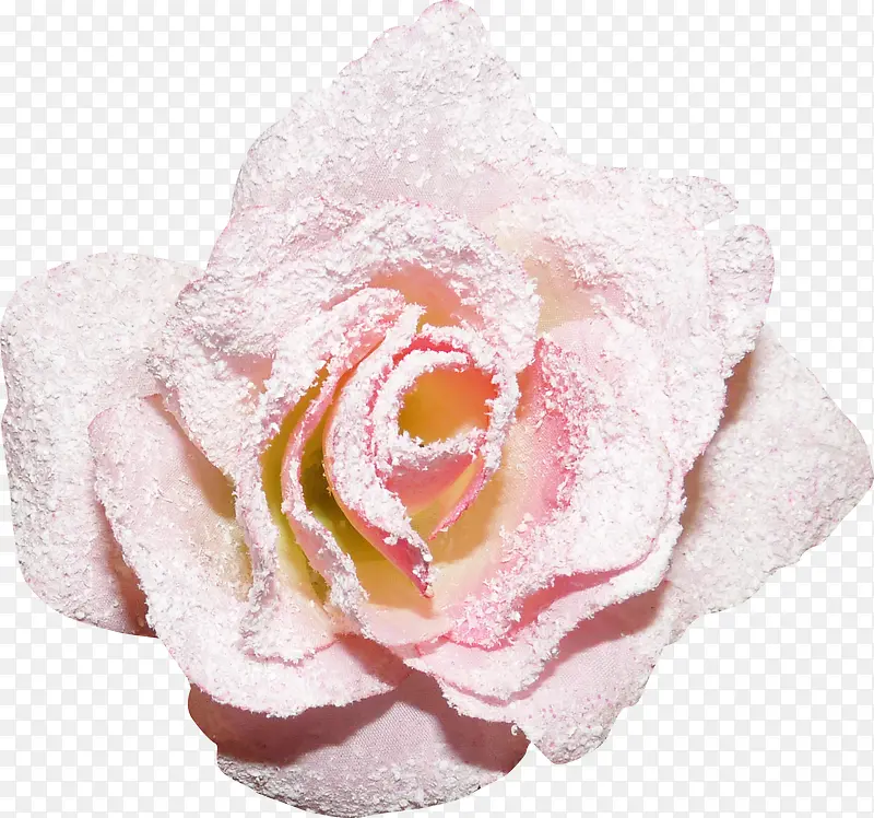 雪中的花朵