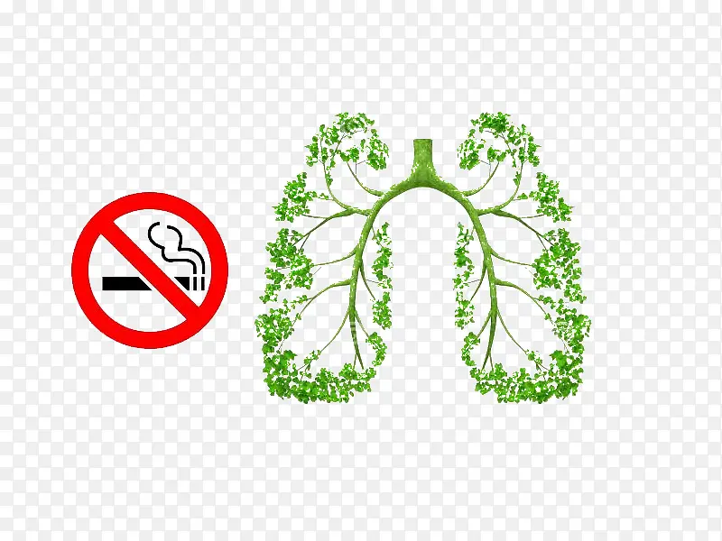 绿色树叶的肺部结构图