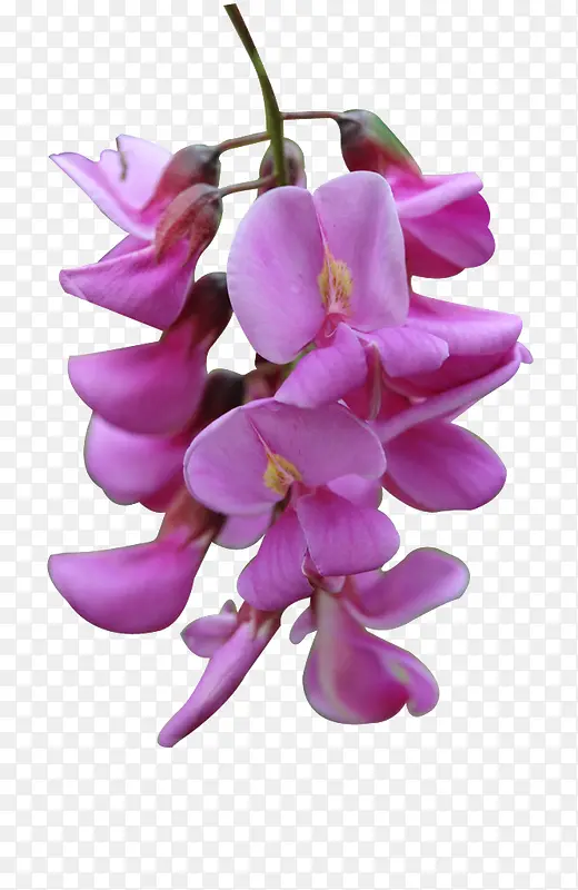 紫色洋槐花