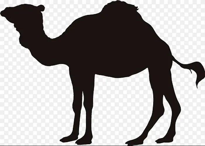 动物剪影骆驼