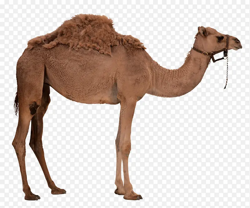 骆驼素材免抠