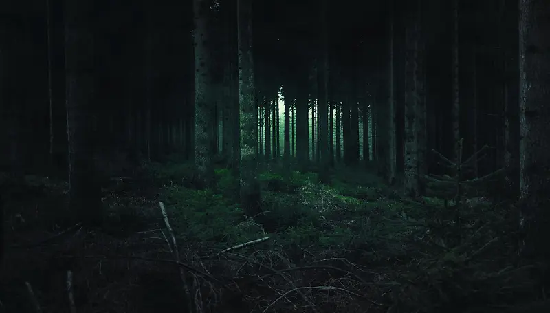 绿色森林阴暗幽静