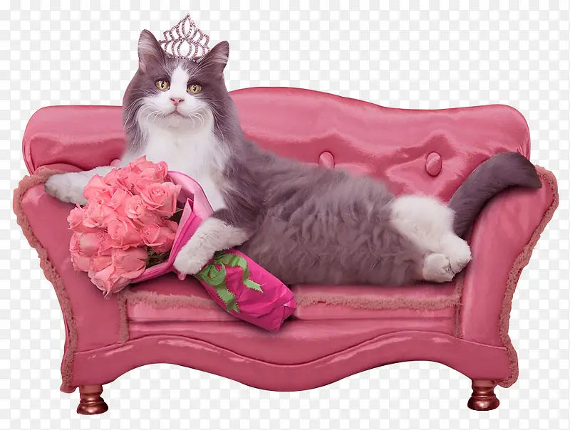 沙发上的猫咪公主