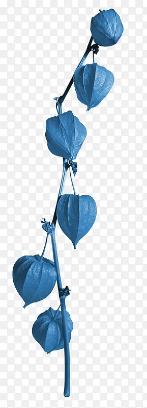 蓝色灯笼花
