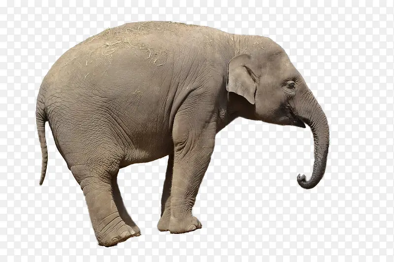 一头大象
