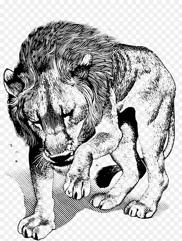 简约黑白狮子插画
