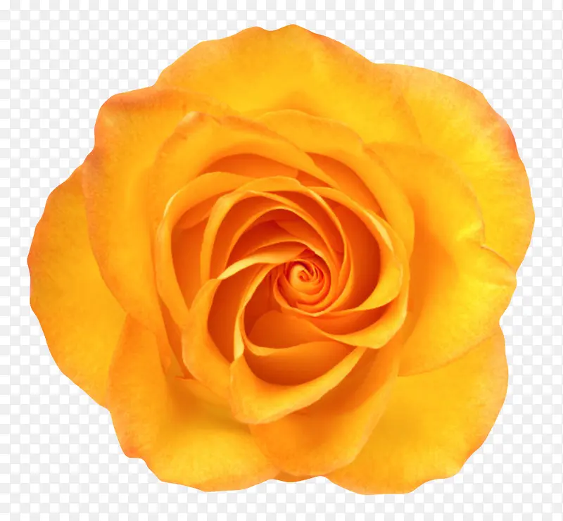 黄色植物盛开的玫瑰一朵大花实物