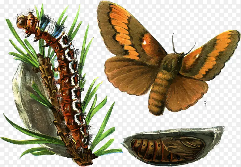 生物进化之蝴蝶