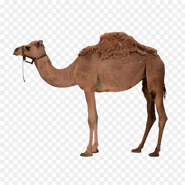一匹骆驼