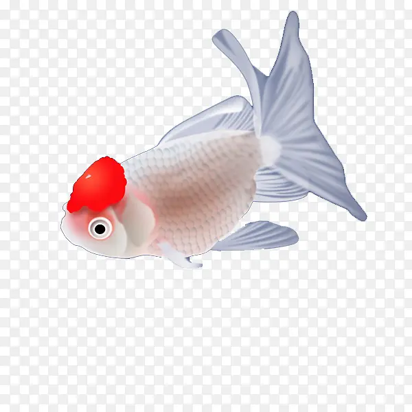 红顶金鱼手绘图