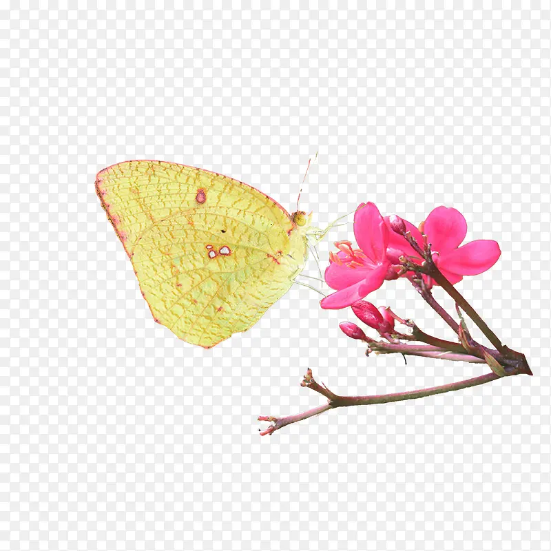 斑缘豆粉蝶