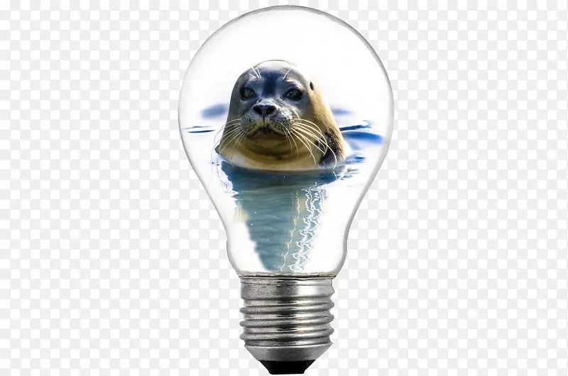 灯泡里的海狮