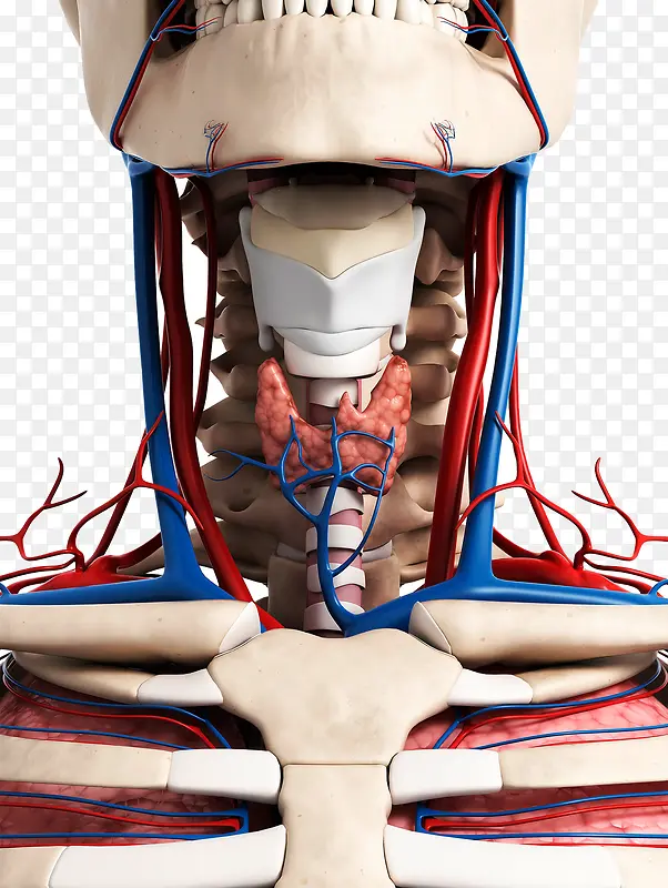 喉咙静脉血管