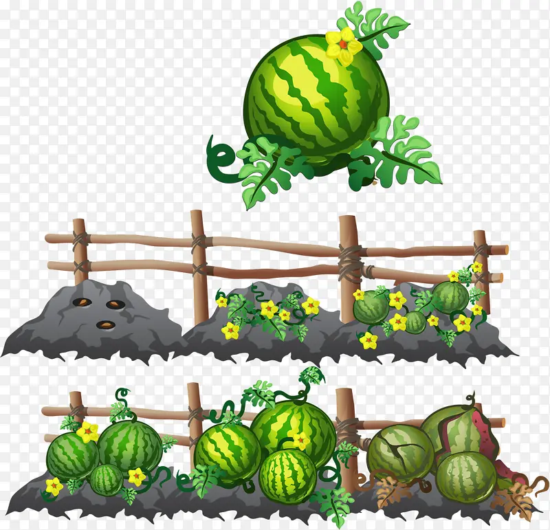 西瓜的生长过程
