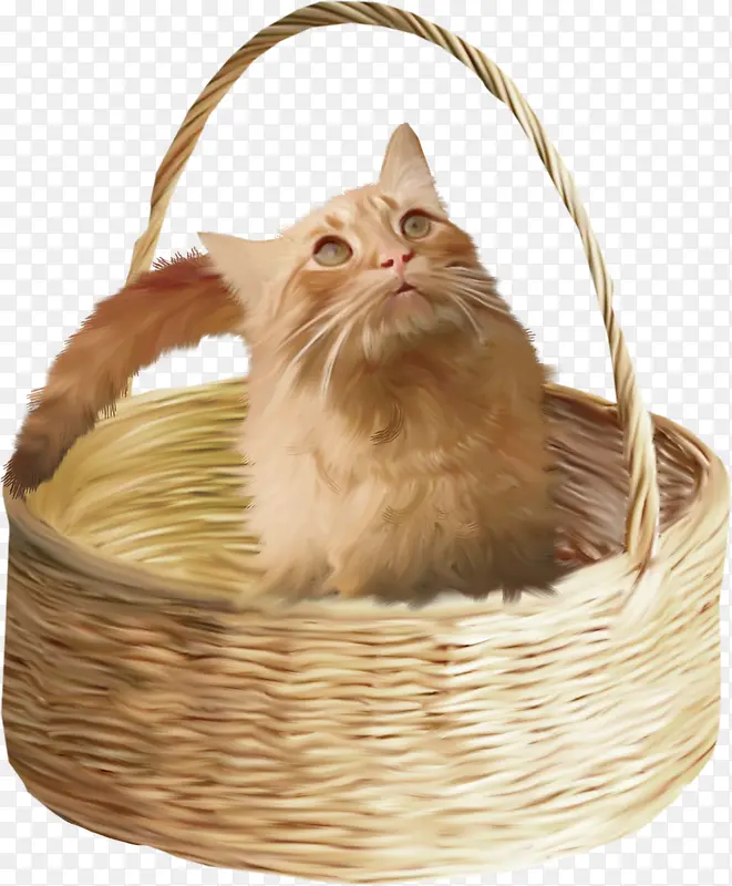 竹篮里的小猫